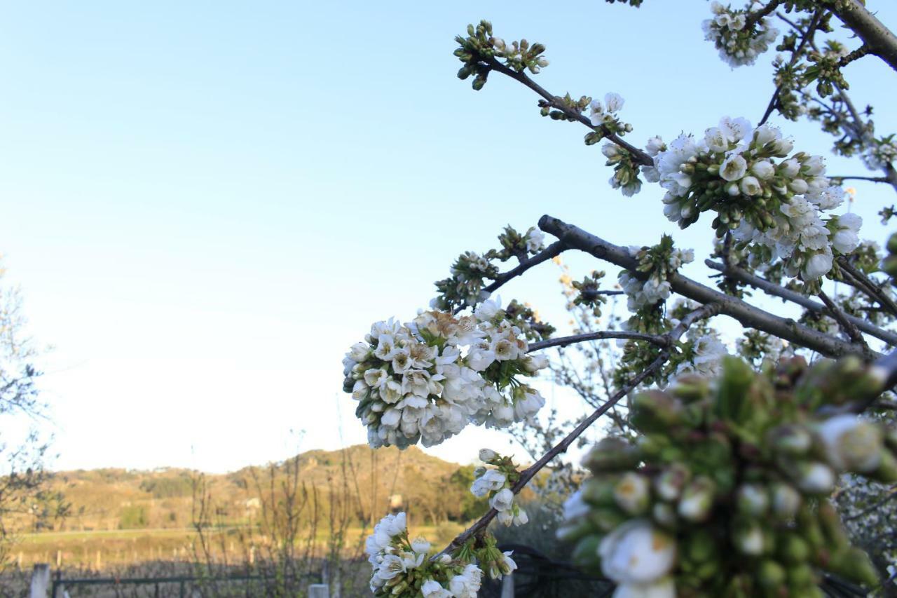 贝尔蒙特Quinta Da Ribeira别墅 外观 照片